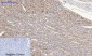 SOCS-1 Polyclonal Antibody